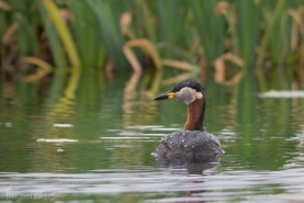 Gråhakedopping-2324
