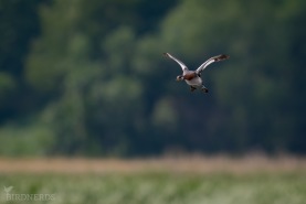 Gråhakedopping-3869