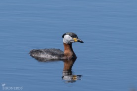 Gråhakedopping-8785