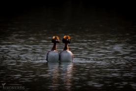 Svarthakedopping-4598