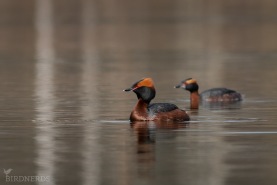 Svarthakedopping-4773