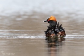 Svarthakedopping-5075