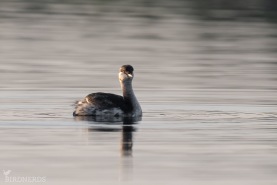 Svarthakedopping-6458