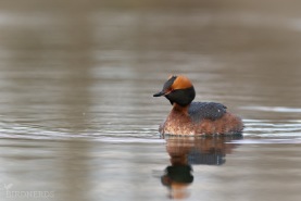 Svarthakedopping-8722