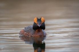 Svarthakedopping-8841