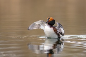 Svarthakedopping-8852