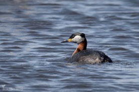 Gråhakedopping-8456
