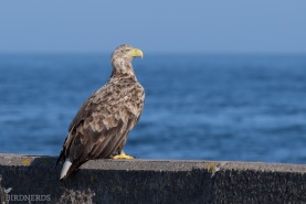 Havsörn-6764