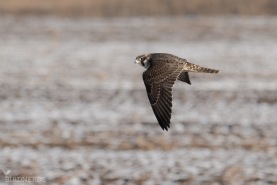 Pilgrimsfalk-4116