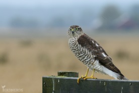 Sparvhök-6090