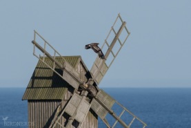 Större skrikörn-3395