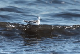 Brednäbbad simsnäppa-1679