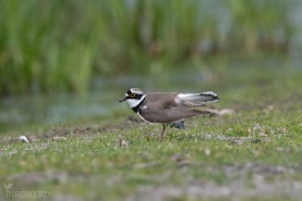 Mindre strandpipare-2373