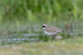 Mindre strandpipare-2378