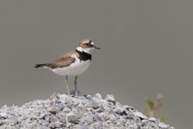 Mindre strandpipare-7657