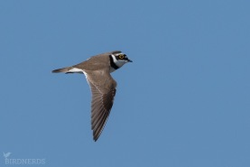 Mindre strandpipare-7797