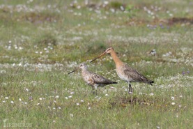 Myrspov - rödspov-0104