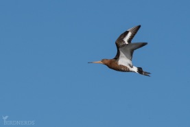 Rödspov - islandica-8094