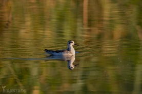 Smalnäbbad simsnäppa-2439