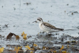 Smalnäbbad simsnäppa-9559