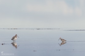 Större beckasinsnäppa - myrspov-6961