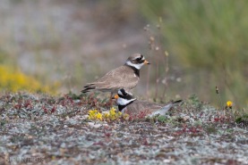Större strandpipare-0114