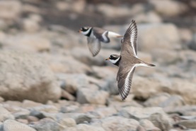 Större strandpipare-1245