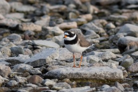 Större strandpipare-1298