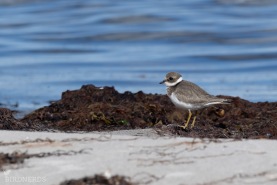 Större strandpipare-4599