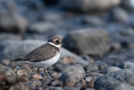 Större strandpipare-4893