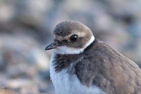 Större strandpipare-5096
