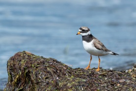 Större strandpipare-6424