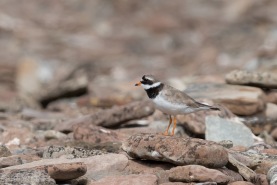 Större strandpipare-9277