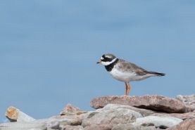 Större strandpipare-9305