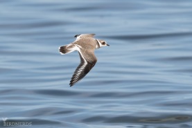 Större strandpipare-9737