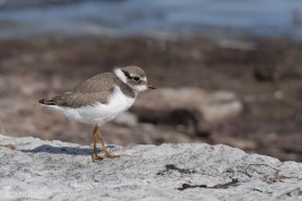 Större strandpipare-9892