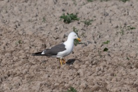 Silltrut (intermedius)-3712