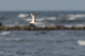 Småtärna-7519