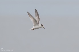 Småtärna-9376