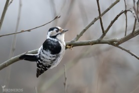 Mindre hackspett-3692