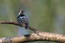 Mindre hackspett-6582