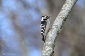 Mindre hackspett-7012