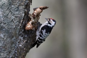 Mindre hackspett-7964