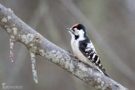 Mindre hackspett-8975