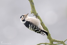 Mindre hackspett-9247