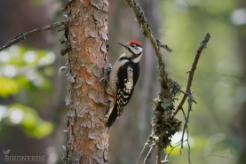 Större hackspett-3120