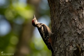 Större hackspett-3778