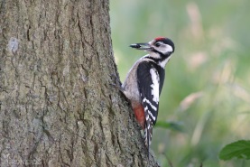 Större hackspett-4938