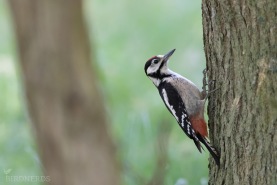 Större hackspett-4946