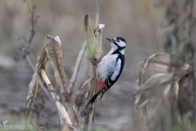 Större hackspett-5629